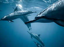 北京国安新任体育总经理及主教练亮相“新工体”